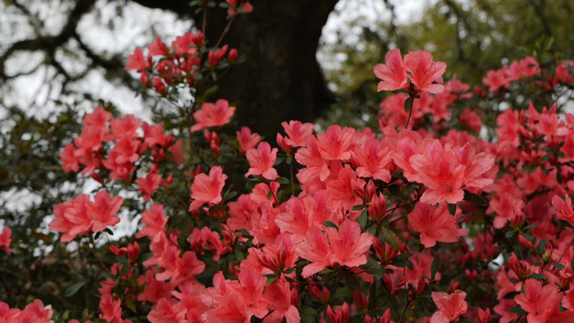 Get It Growing: prune azaleas at the right time